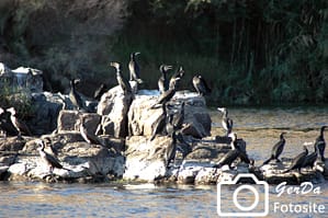 Foto Küstenreiher in Ägypten