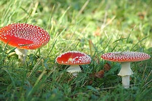 Fliegenpilze im Garten