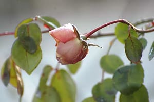 Foto Rose im Winter