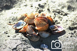 Muscheln im Sand