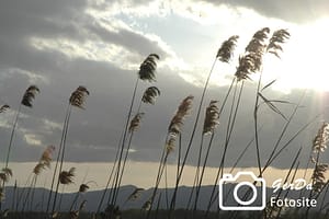 Gräser im Wind und Wolken