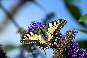 Schwalbenschwanz (Schmetterling) in unserem Garten