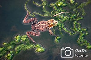 Foto Frosch