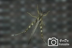 Foto Heuschrecke