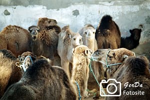 Foto Kamele am Tiermarkt in Douz