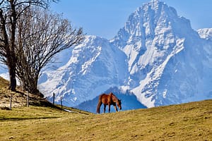 Foto Pferd vor schneebedeckten Bergen