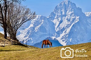 Foto Pferd vor schneebedeckten Bergen