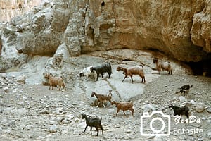 Foto Ziegen auf Kreta