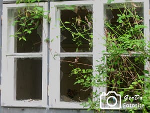 Pflanzen die durch kaputtes weißes Fenster wachsen