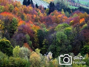 Bunter Herbstwald in der Südsteiermark