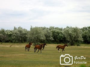 Foto Laufende Pferde im Burgenland