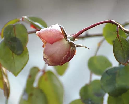 Foto Rose im Winter