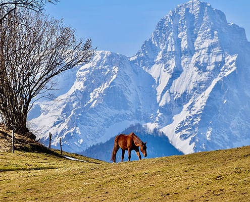 Foto Pferd vor schneebedeckten Bergen