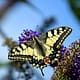 Schwalbenschwanz (Schmetterling) in unserem Garten