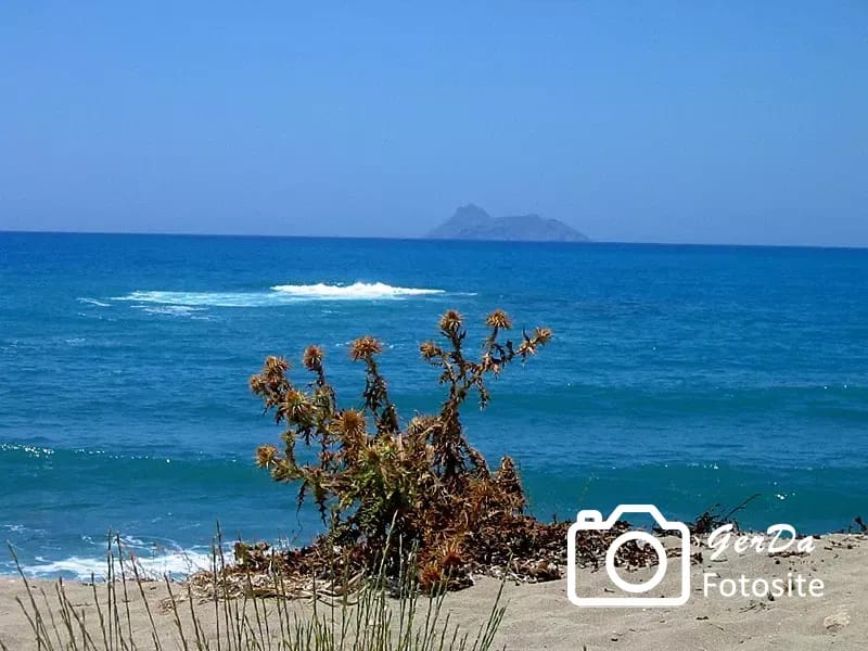 Distelgewächs an Strand in Kreta
